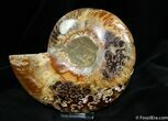 Beautiful Half Polished Ammonite - Purple Highlights #761-1